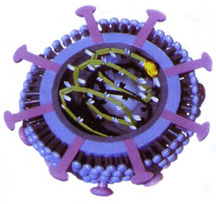 File:Borna disease virus.jpg