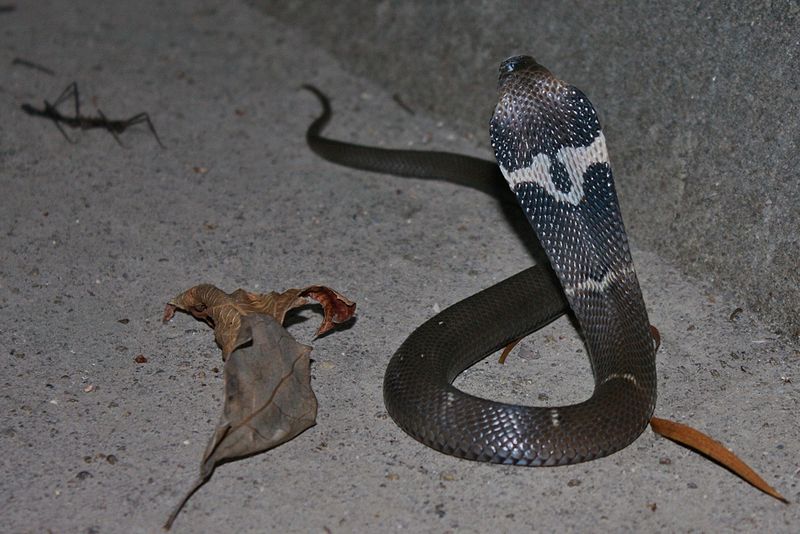 File:Chinese cobra (2).jpg