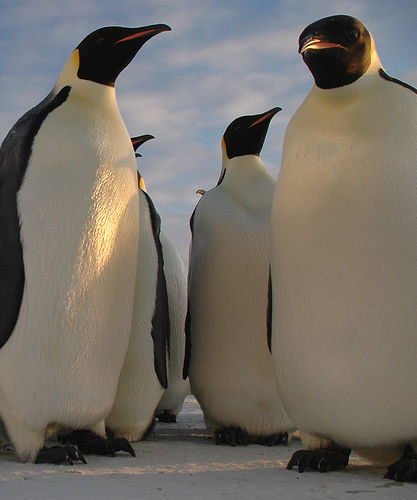 File:Emperor-penguins.jpg