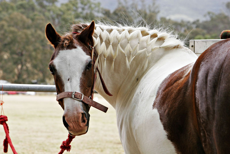 File:Horse with plaited mane.jpg