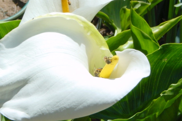 File:Bees in Calla Lily.JPG