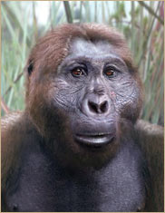 File:Paranthropus-boisei.jpg