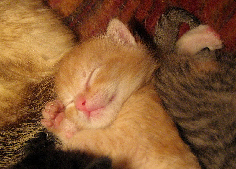 File:Sleeping baby cat.jpg