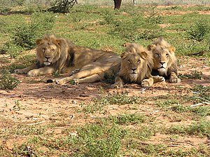 Lions lying.jpg