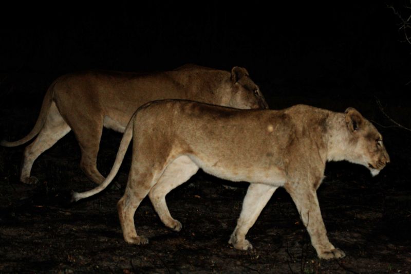 File:Lions at night.jpg