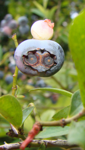 File:Twin blueberry.png