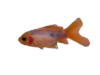 Juvenile Single-tailed Goldfish