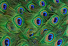 Lightmatter peacock tailfeathers closeup.jpg