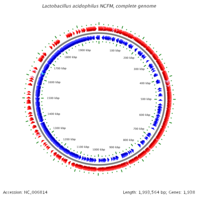 lactobacillus acidophilus structure