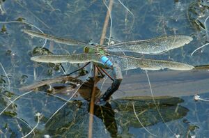 C - Anax imperator - Emperor Dragonfly laying eggs - IG - 08 07 12 crnece 124.jpg