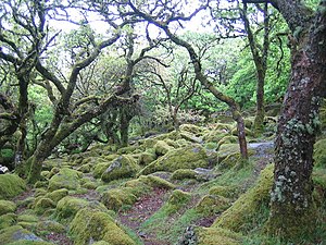 Dartmoor, Wistman's Wood - geograph.org.uk - 433250.jpg