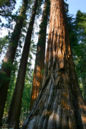 Mariposa Grove Squoias.JPG