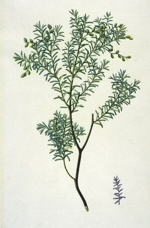 PrumnopitysTaxifolia.jpg