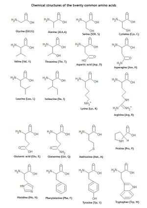 Twenty amino acid structures2.jpg