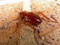 Cockroach One.jpg