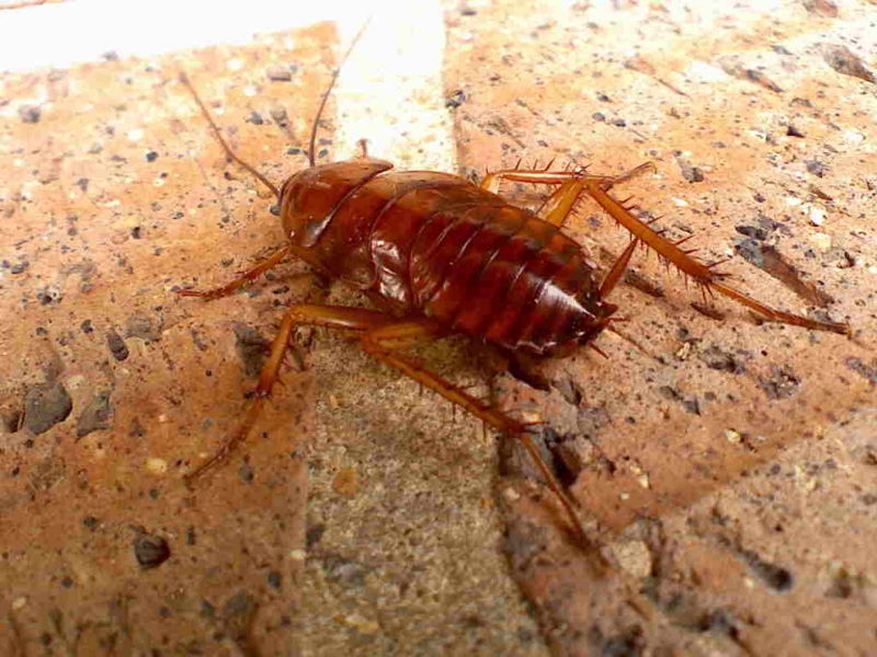 File:Cockroach One.jpg