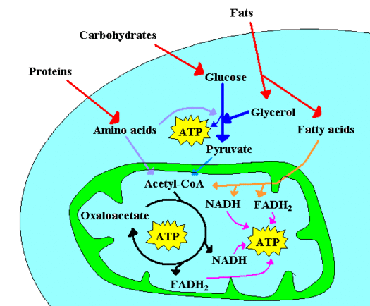 Metabolism - Citizendium