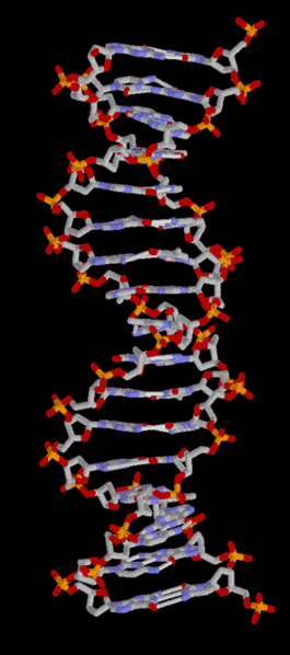 File:DNA-Animation.gif