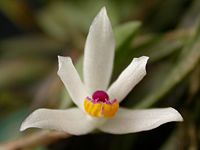 Loefgrenianthus blanche-amesiae
