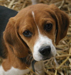 Beagle puppy portrait.jpg