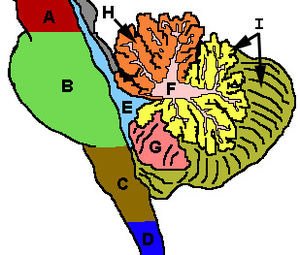 CerebellumRegions.jpg