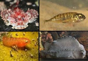 Clockwise from to-left:Scorpionfish, Stickleback, Lumpsucker, Clingfish.