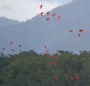 Scarlet Ibises in flight by Tom Davis.jpg