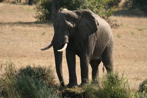 African elephant sabi.jpg