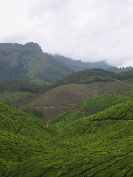 File:Tea Estate Munnar Kerala India.jpg
