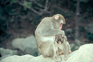 Japanese macaque sitting on rock with offspring - DPLA - 7a425842286a9a9e2cd9545c99ab5a60.jpg