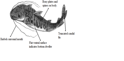 Catfishdiagram.png