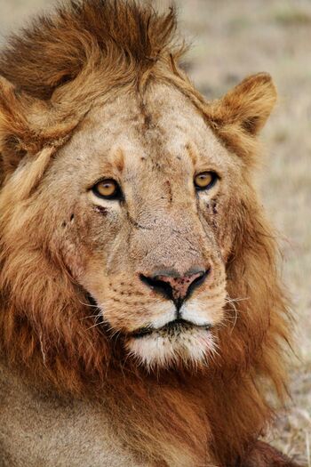 Définition  Lion d'Afrique - Panthera leo - Lion