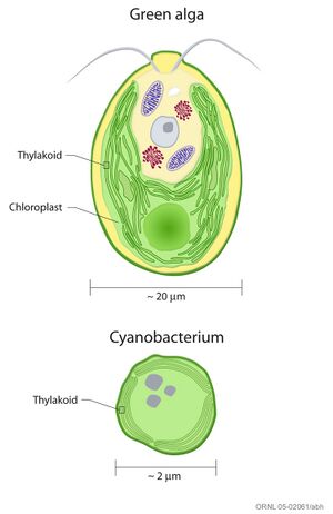 Thylakoids alga cyanobacterium compared.jpg