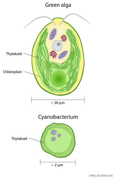 File:Thylakoids alga cyanobacterium compared.jpg
