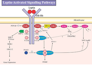 Leptin signalling.png