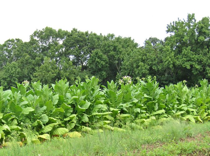 Bright Leaf (tobacco) - Citizendium