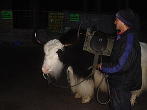 Yak in India.JPG