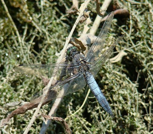 Dragonfly - Black-tailed Skimmer