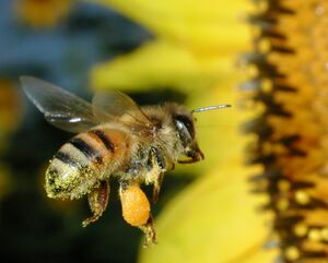 Honeybee pollen basket 5233.JPG