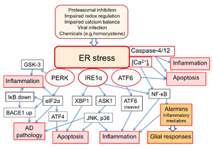 Cell signalling pathways related to stress in the endoplasmatic reticulum.png