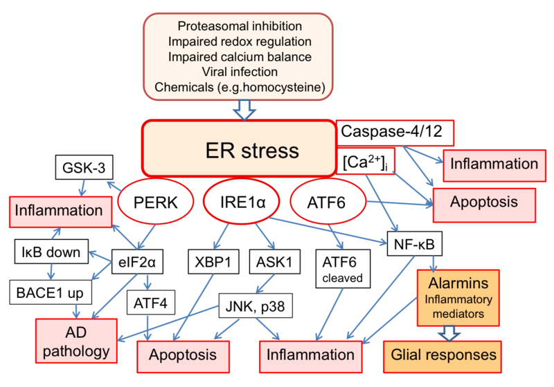 File:Cell signalling pathways related to stress in the endoplasmatic reticulum.png