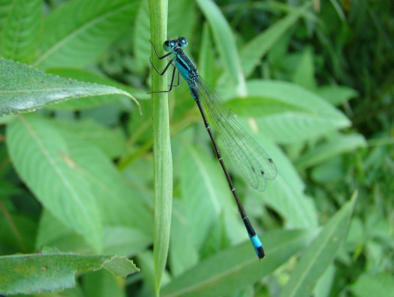 File:C - Ischnura elegans - Blue-tailed Damselfly - IG - 08 07 12 crnece 138.jpg