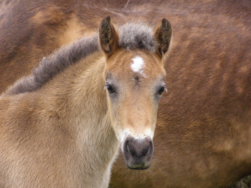 File:NF pony foal head.jpg