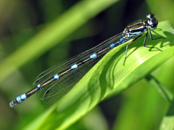 Damselfly - Citizendium