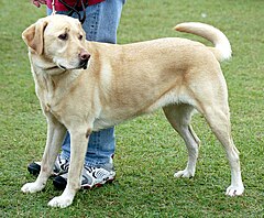 Labrador Retriever a breed of domestic dog