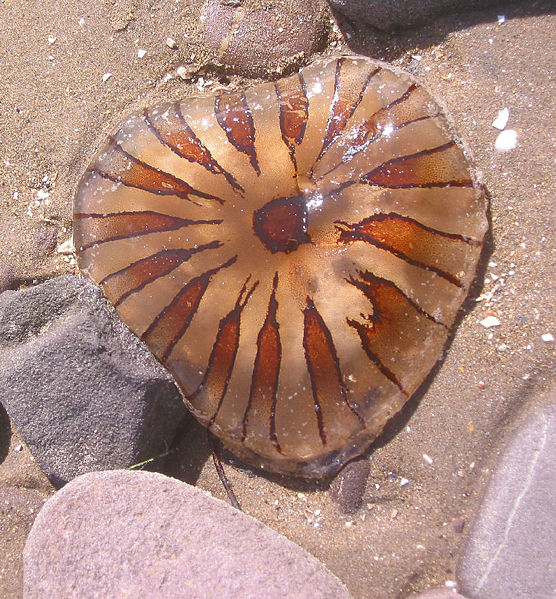 File:Irish beach jellyfish.jpg