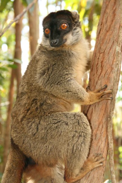 File:Brown lemur2.jpg