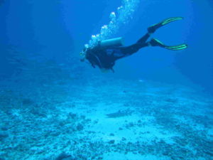 Palau Diver with shark.jpg