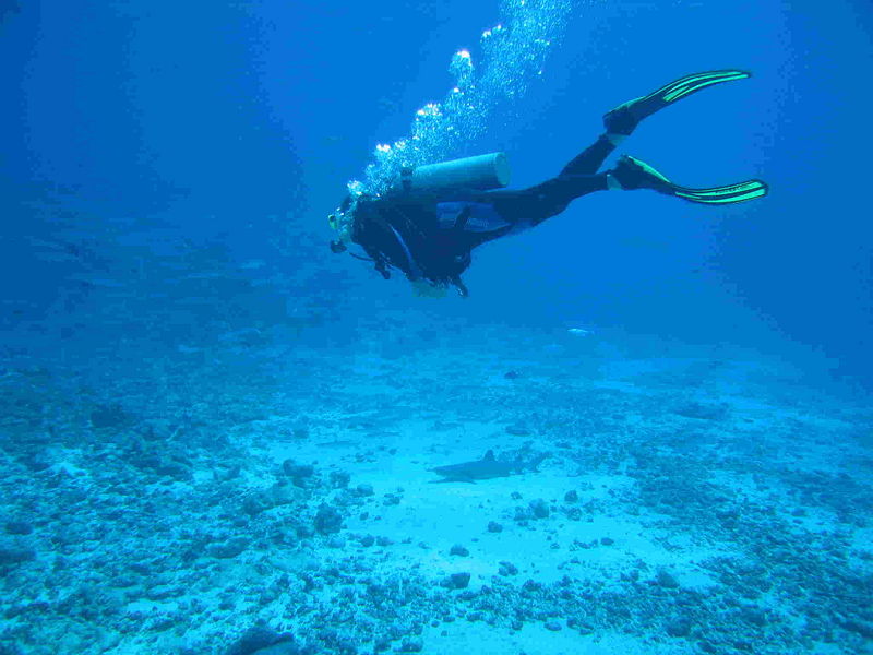File:Palau Diver with shark.jpg