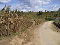Corn is left to dry in the field. Template:Photo